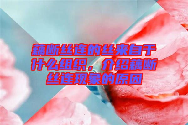 藕斷絲連的絲來(lái)自于什么組織，介紹藕斷絲連現(xiàn)象的原因