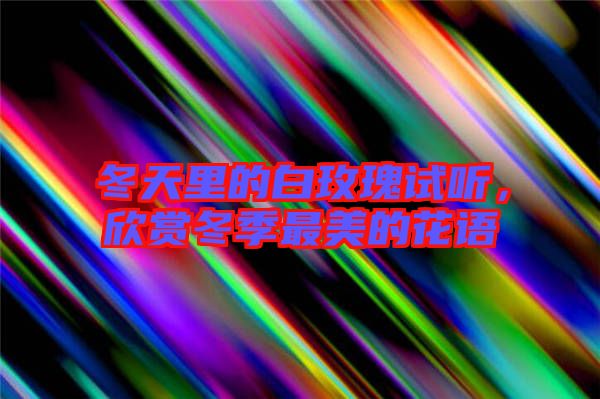 冬天里的白玫瑰試聽(tīng)，欣賞冬季最美的花語(yǔ)
