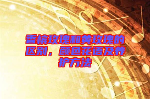 香檳玫瑰和黃玫瑰的區(qū)別，顏色花語及養(yǎng)護(hù)方法