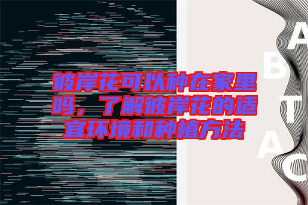 彼岸花可以種在家里嗎，了解彼岸花的適宜環(huán)境和種植方法