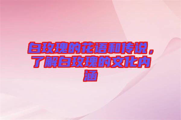白玫瑰的花語(yǔ)和傳說(shuō)，了解白玫瑰的文化內(nèi)涵