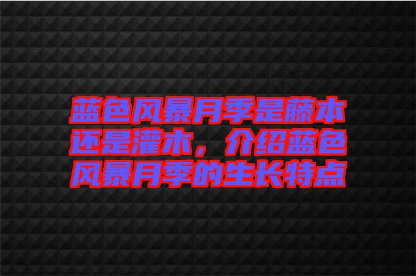 藍色風(fēng)暴月季是藤本還是灌木，介紹藍色風(fēng)暴月季的生長特點