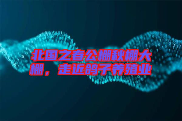 北國(guó)之春公棚秋棚大棚，走近鴿子養(yǎng)殖業(yè)